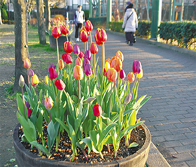 冬に咲くチューリップ 富岡西公園に１６００株 金沢区 磯子区 タウンニュース