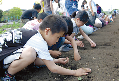 相東小 ３万粒の種植える 児童がひまわりを栽培 座間 タウンニュース