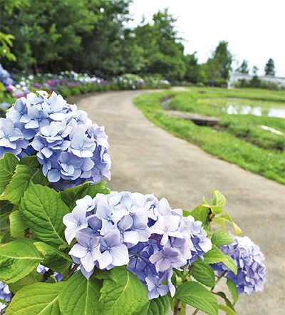 30品種色づく 花菜ガーデンのアジサイ | 平塚 | タウンニュース