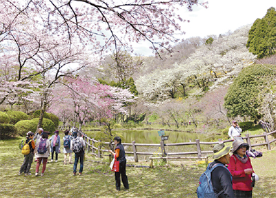 百花繚乱 最明寺史跡公園 足柄 タウンニュース