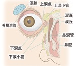 涙は「涙腺」で作られ、「涙点」から「涙管」を通って排出されます