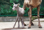 展示練習中の赤ちゃん（金沢動物園提供）