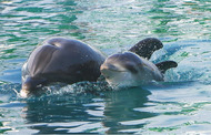 八景島シーパラダイスでバンドウイルカの赤ちゃんが7月21日に誕生