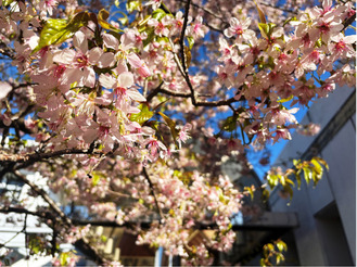 満開のヒマラヤ桜（12月24日撮影）