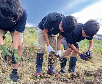 里芋を丁寧に収穫