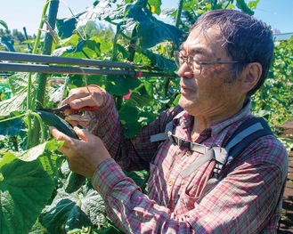 夏野菜を収穫する麻生さん