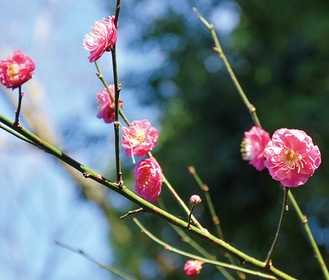 ピンクの花を咲かせる梅