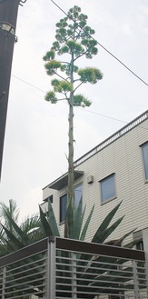 リュウゼツランが開花