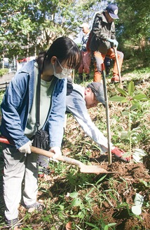 斜面にユズリハを植樹する参加者