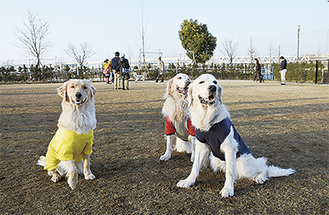 仲良しの３匹は、右からどっぴーくん、ボンヌちゃん、ジョイくん。市外から遊びに来ていた