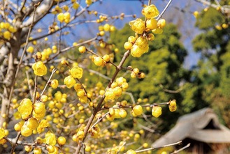 西方寺の駐車場に咲く蝋梅（１月18日撮影）