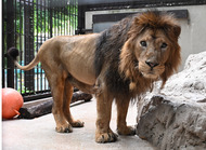 野毛山動物園 インドライオンの｢ラージャー｣が天国へ