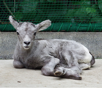 オオツノヒツジの赤ちゃん（６月20日撮影＝金沢動物園提供）