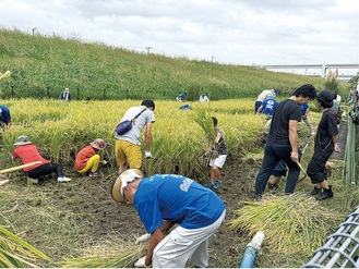 新横浜で稲刈り体験