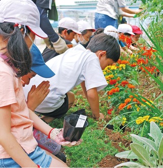 花壇の植え替えを行う児童ら