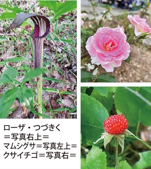 ５月 花や実を楽しむ季節