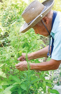 上の方の２、３枚を残し、下の葉を選んで摘む