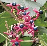 ９月 植物の実が色づく季節