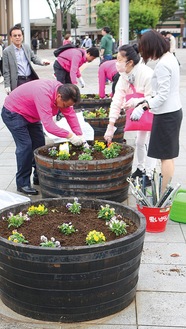 区民まつりの頃には花が開き、来場者を出迎える