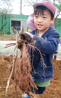 収穫した芋を掲げる園児