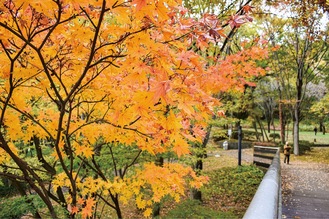 中央公園(昨年11月撮影）