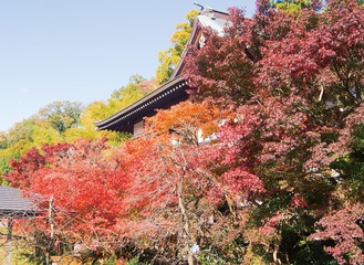 心行寺に真っ赤な紅葉