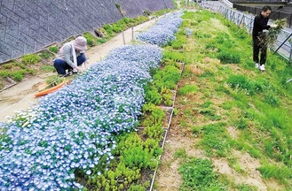 来春に向けた植え込み作業