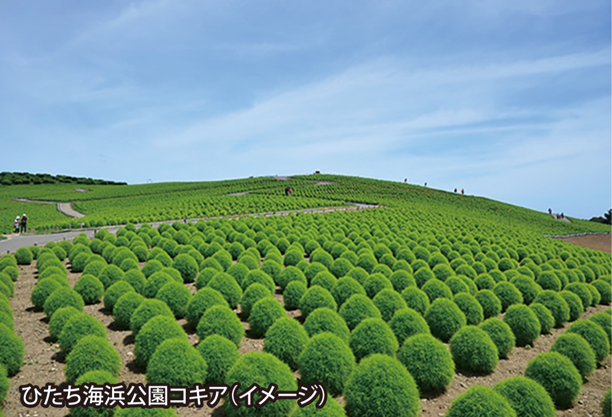 地元発着 大人気の日帰りバスツアー ひたち海浜公園コキアと海鮮丼 いば旅あんしん割 で格安 支払実額7 000円 別途クーポン2 000円付 都筑区 タウンニュース