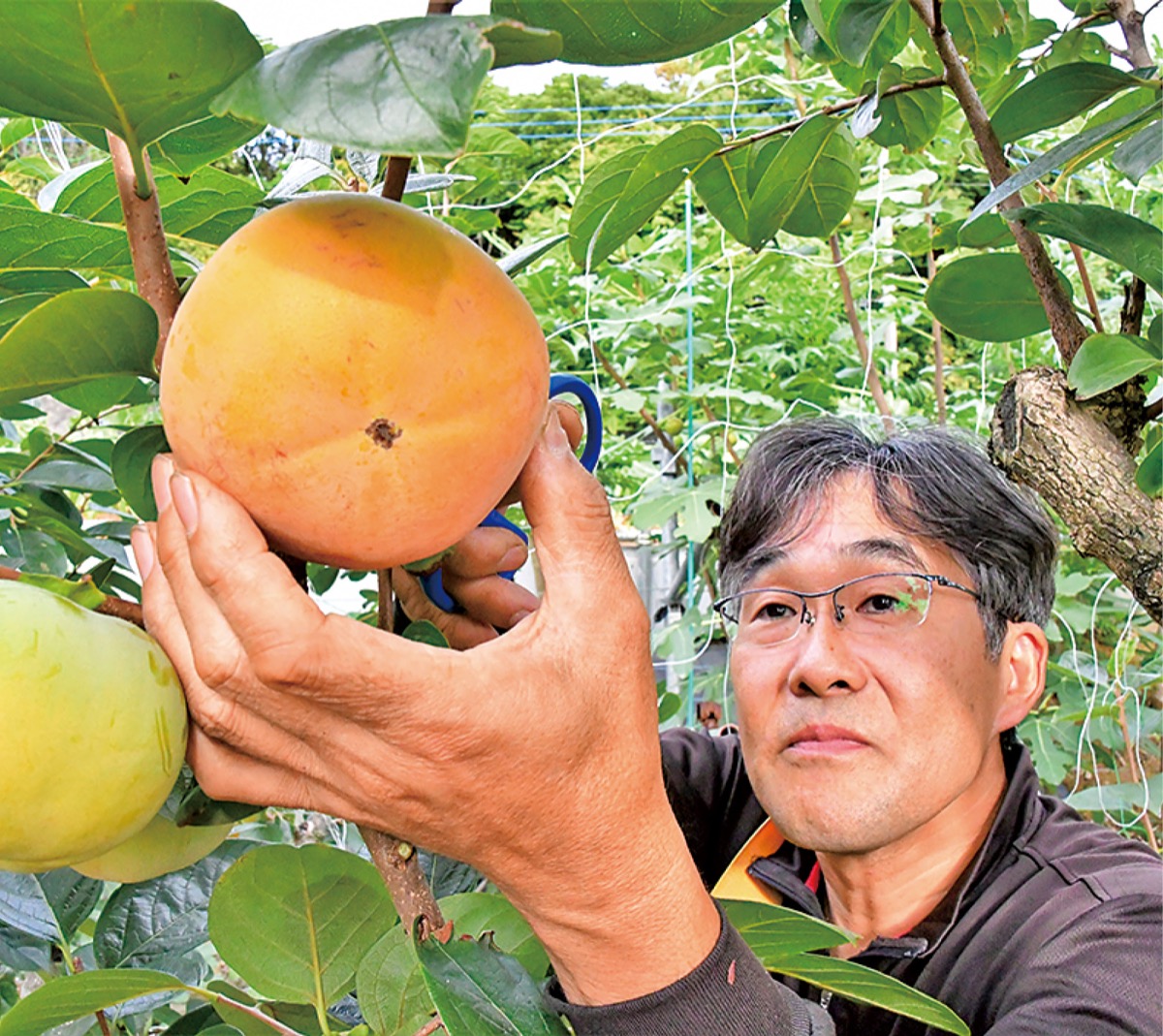 浜柿｣の収穫開始 区内７戸の農家で | 都筑区 | タウンニュース