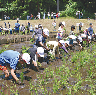 ２校の児童が田植え