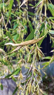 発見時は枯れた後だったという（同公園提供）