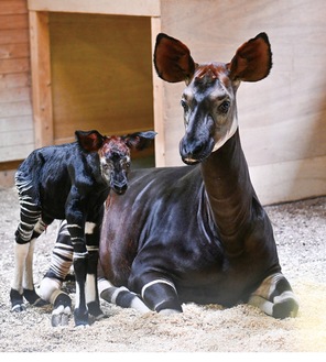 オカピの赤ちゃんと母親のララ（右）※提供写真