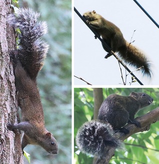 瀬谷の生き物だより179