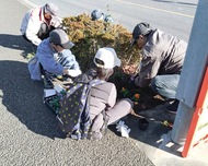 海軍道路、花で彩る