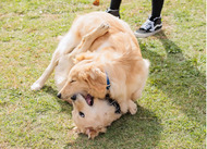 横浜・臨港パークで愛犬と楽しむイベント