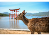 外交官撮影の写真一堂に 横浜赤レンガ倉庫で２月５日から