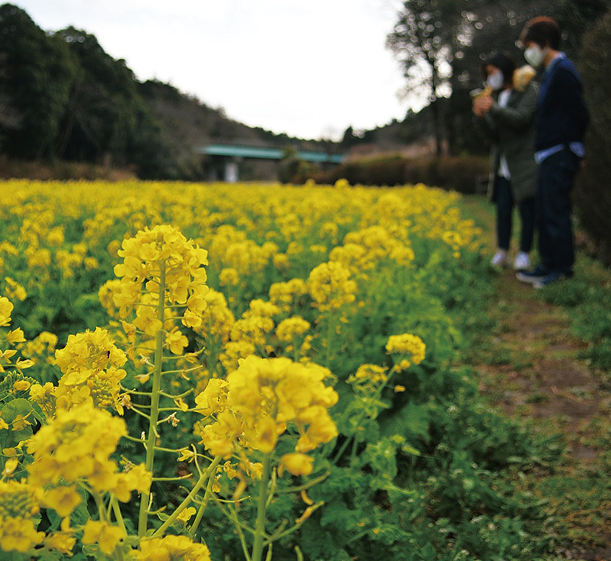 追分市民の森 菜の花が満開に 旭区 タウンニュース