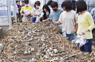 にんにくを選び取る上瀬谷小の児童たち