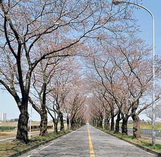 海軍道路にも足を運ぶ※写真は過去の様子