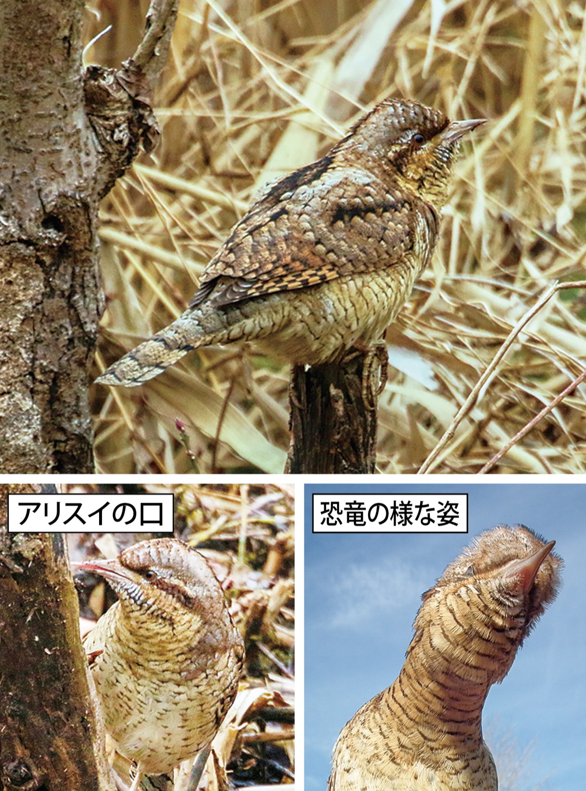 アリスイ文 今野紀昭 瀬谷環境ネット 写真 中村多加夫 同 瀬谷の生き物だより 145 瀬谷区 タウンニュース