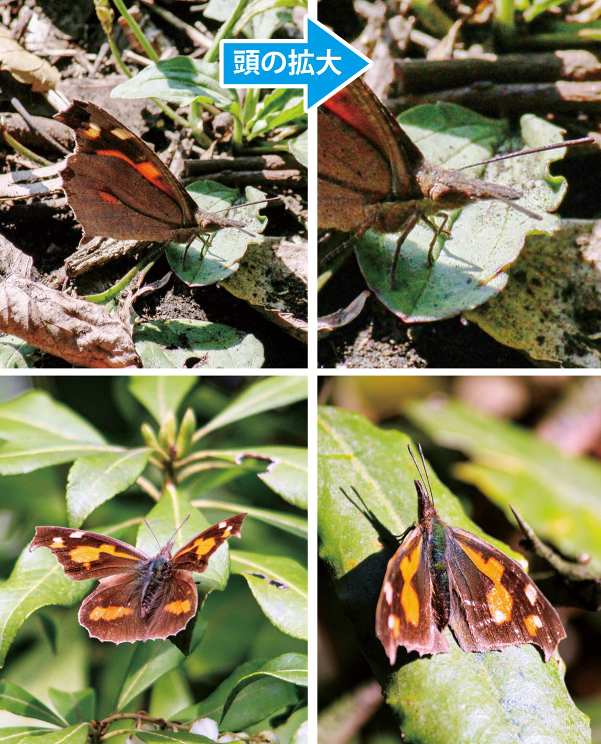 テングチョウ文：清水道夫（瀬谷環境ネット） 写真：中村多加夫（同