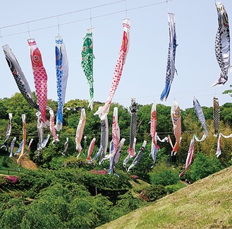 里山にたなびく鯉のぼり