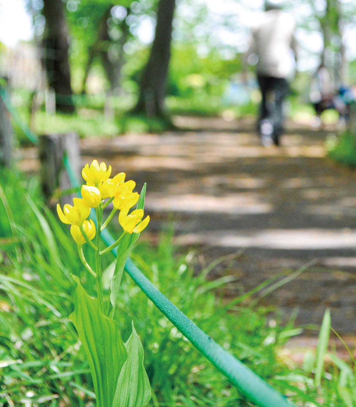 希少種「キンラン」 中田中央公園で見ごろ | 泉区 | タウンニュース