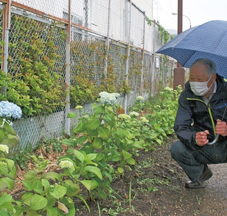 2月に植えたアジサイ。早くも咲き始めている