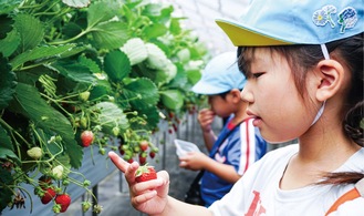 慎重にいちごを収穫する園児