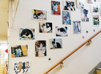 階段にも猫の写真が多数