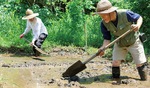 当時の農具を再現した物で代掻きを行うＮＰＯのメンバー