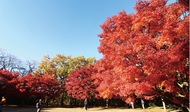 舞岡公園、紅葉が見頃に