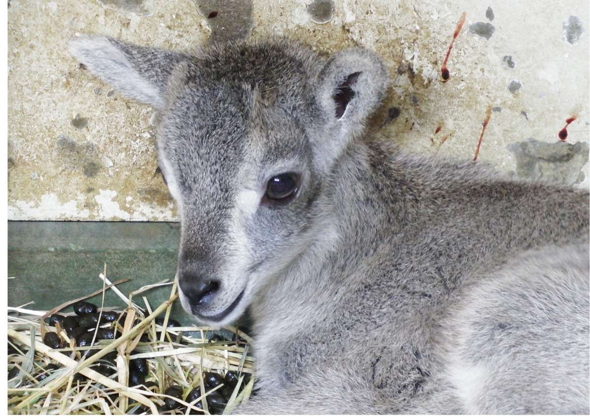 横浜・金沢動物園 バーラルの赤ちゃん、今年2頭目が誕生