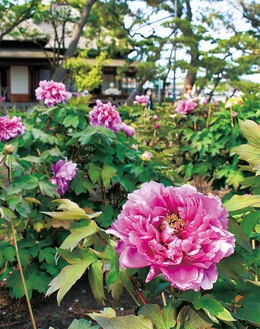 伊藤博文金沢別邸のぼたん園＝３日撮影